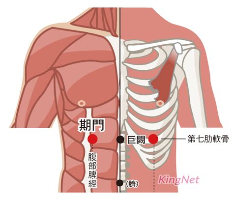 奇門穴位置|期門穴位置 